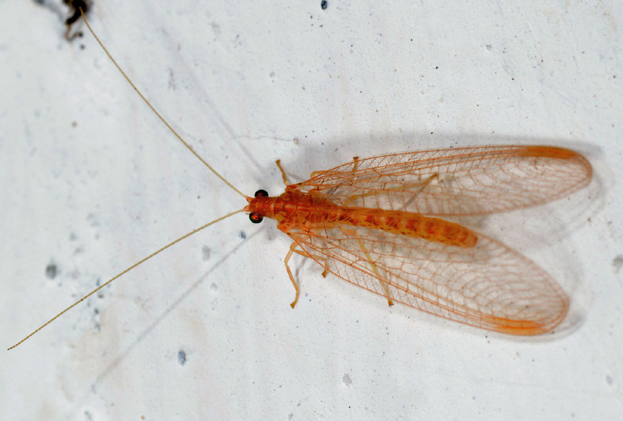 Chrysopidae  arancione